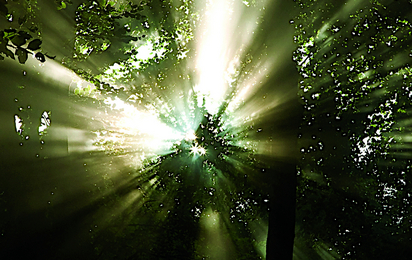 Headerbild Legate - © ÖRK/Nadja Meister Sonnenstrahlen scheinen durch Blätter der Bäume im Wald