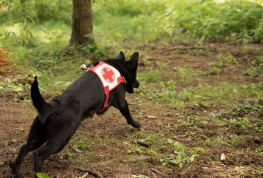 Ein schwarzer Hund der los startet in die Suche.