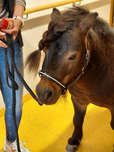 Pony im SWH Hallwang