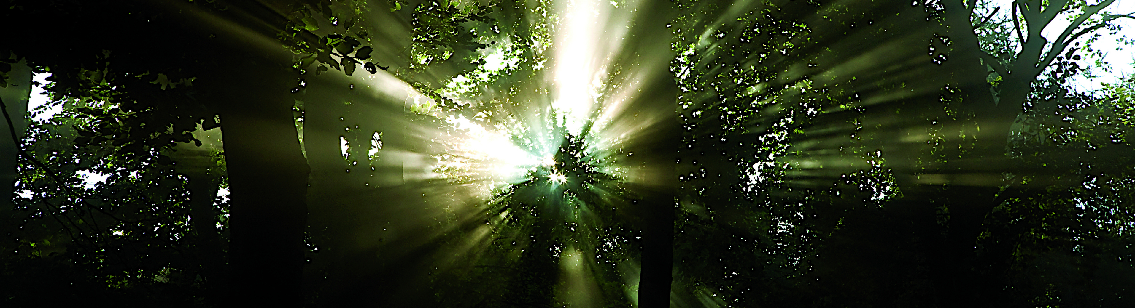 Headerbild Legate - © ÖRK/Nadja Meister Sonnenstrahlen scheinen durch Blätter der Bäume im Wald
