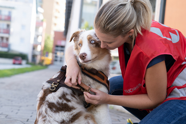 Suchhund im Einsatz