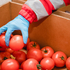 Lebensmittel, die noch in Ordnung sind wie hier im Bild Tomaten aus Tirol, werden über die Team Österreich Tafeln und Tafeln Tirol an Menschen abgegeben, die sich den Lebensmitteleinkauf nicht leisten können