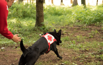 suchhunde nö - © RK NÖ/Anna Zehetner Suchhunde Niederösterreich - eine Rotkreuzmitarbeiterin mit ihrem Suchhund im Einsatz