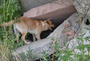 Suchhund