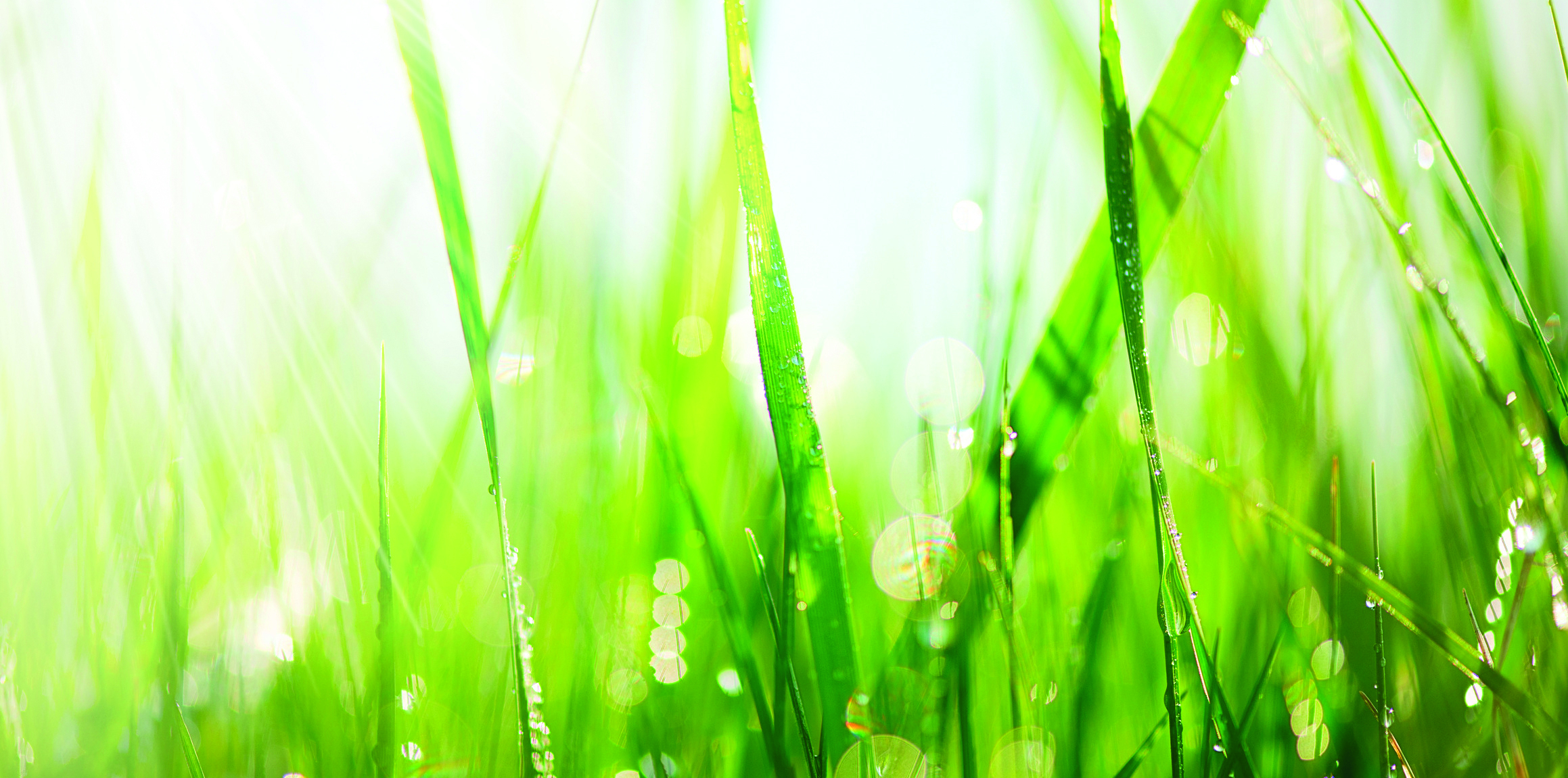 Fresh green grass with dew drops closeup. Soft Focus - © Subbotina Anna - Fotolia