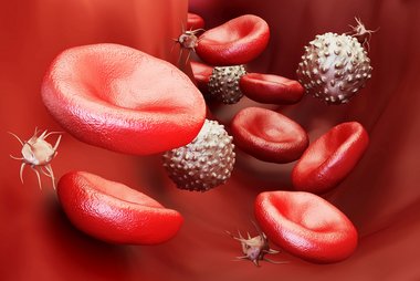 Erythorozyten, Leukozyten und Thrombozyten: daraus setzt sich Blut zusammen