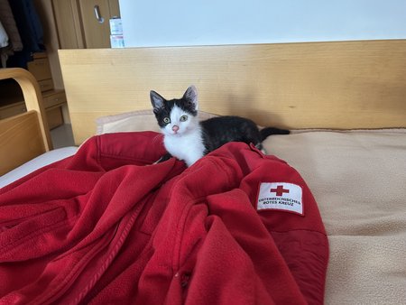 Kleine Katze liegt auf einer Rotkreuz-Jacke auf dem Bett.