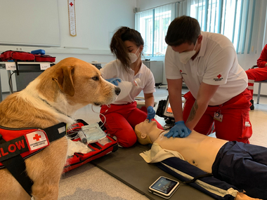 © Rotes Kreuz Schwaz / Kreidl Zwei Rettungssanitäter_innen trainieren die Reanimation, Mailow, der Hund von Bezirksausbildungsreferent Kreidl, sitzt daneben und passt auf.