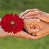 Zwei Handpaare ineinandergreifend mit roter Blume