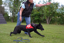 Suchhund mit Hundeführer:in