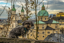 Auf Mauer sitzender Hund mit dem Salzburger Dom im Hintergrund