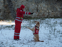 Suchhund mit Hundeführer:in