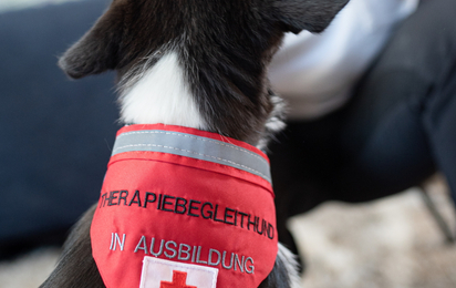 Therapiebegleithunde - © RKNÖ. / F. Schodritz Therapiebegleithunde