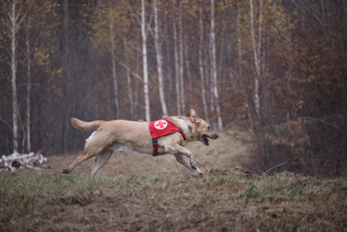 Suchhund