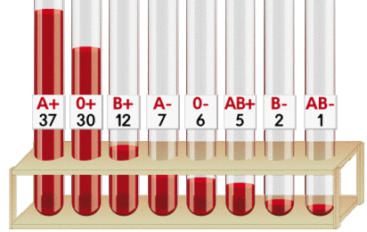 Grafik zur Verteilung der Blutgruppen. Die Häufigkeit der Blutgruppen innerhalb der österreichischen Bevölkerung ist sehr unterschiedlich. Die seltenste Blutgruppe ist AB negativ.