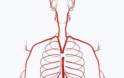Grafik: So läuft das Blut durch den Körper eines erwachsenen Menschen