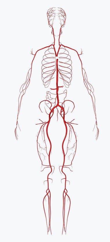 Grafik: So läuft das Blut durch den Körper eines erwachsenen Menschen