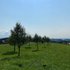 Wiese mit Baumreihe unter blauem Himmel