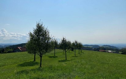 © ÖRK Wiese mit Baumreihe unter blauem Himmel