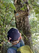 Wegweiser zur Burg Rappottenstein