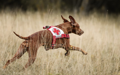 Suchhund bei der Suche - © Isabelle Haupt ...