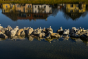 Vögel, die auf Steinen in einem Fluss sitzen. Im Fluss spiegeln sich Häuser.