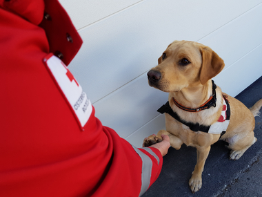 Auf den Bild eine Rotkreuz Mitarbeiterin in Uniform, die Suchhundehalterin ist. Ihr Suchhund hockt vor  ihr und gibt ihr die Pfote