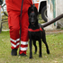 Suchhund mit Hundeführer:in