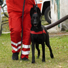 Suchhund mit Hundeführer:in