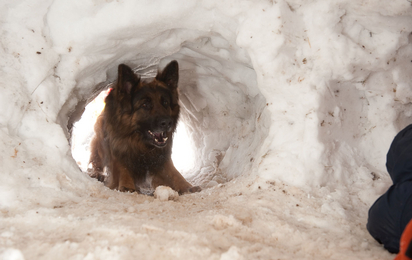 © Suchhundestaffel Poysdorf Hund schaut in Schneehöhle