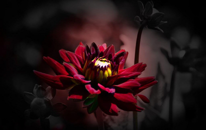 © Rotes Kreuz Eferding - Rosemarie Haupt Rote Dahlie mit schwarzer Vignette