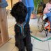 Therapiehund Theo im SWH Obertrum 