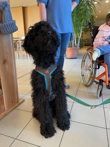 Therapiehunde in Obertrum 
