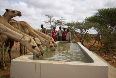 Dromedare trinken aus einem Brunnen in Somalia