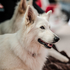 Am Bild zu sehen ist ein weißer Schäferhund, der in die Ferne schaut und abwartet, bis er in den Einsatz gehen kann