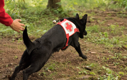 Suchhunde Perchtoldsdorf - © Anna Zehetner Suchhund beim Starten zur Suche