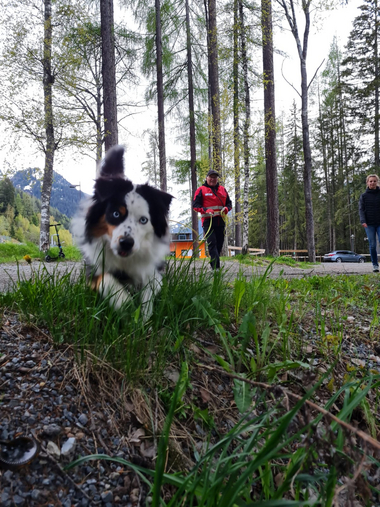Ein Suchhund beim Training mit seinem Hundeführer