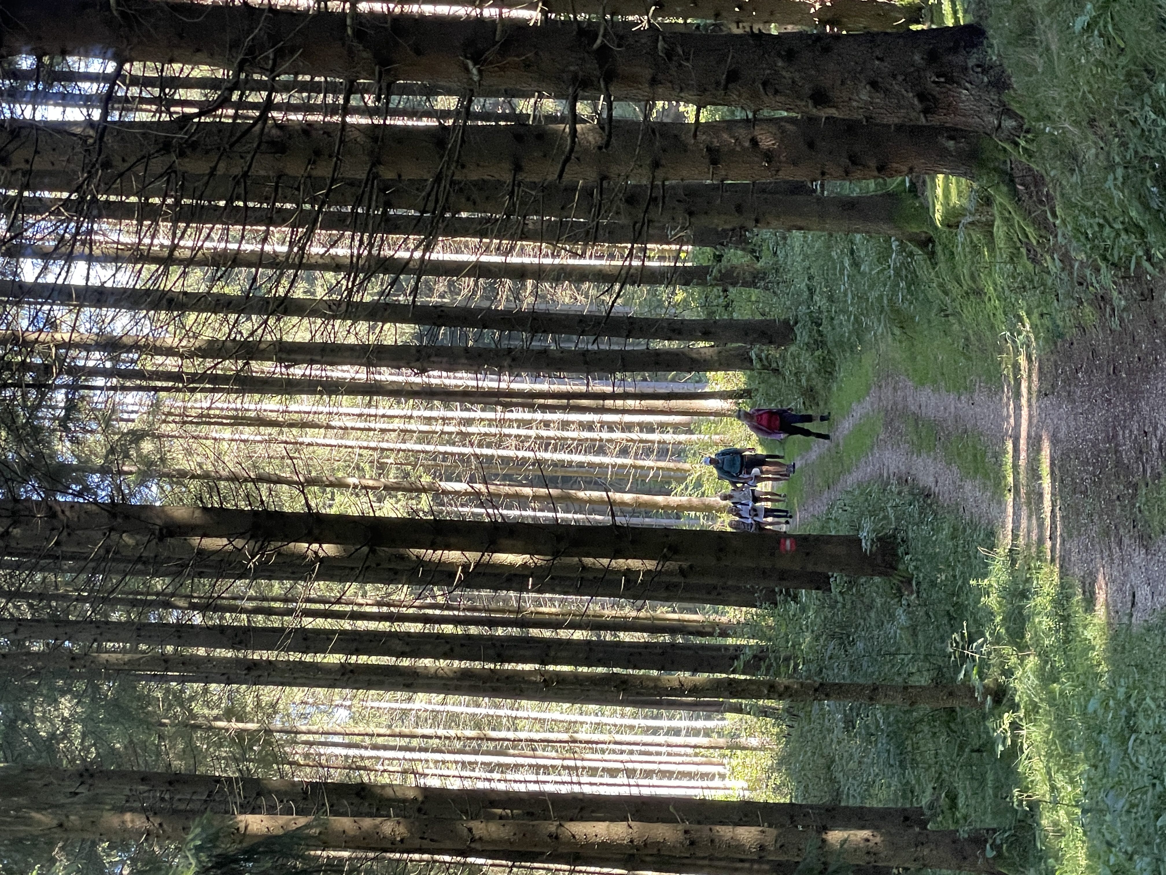 Durch den Wald