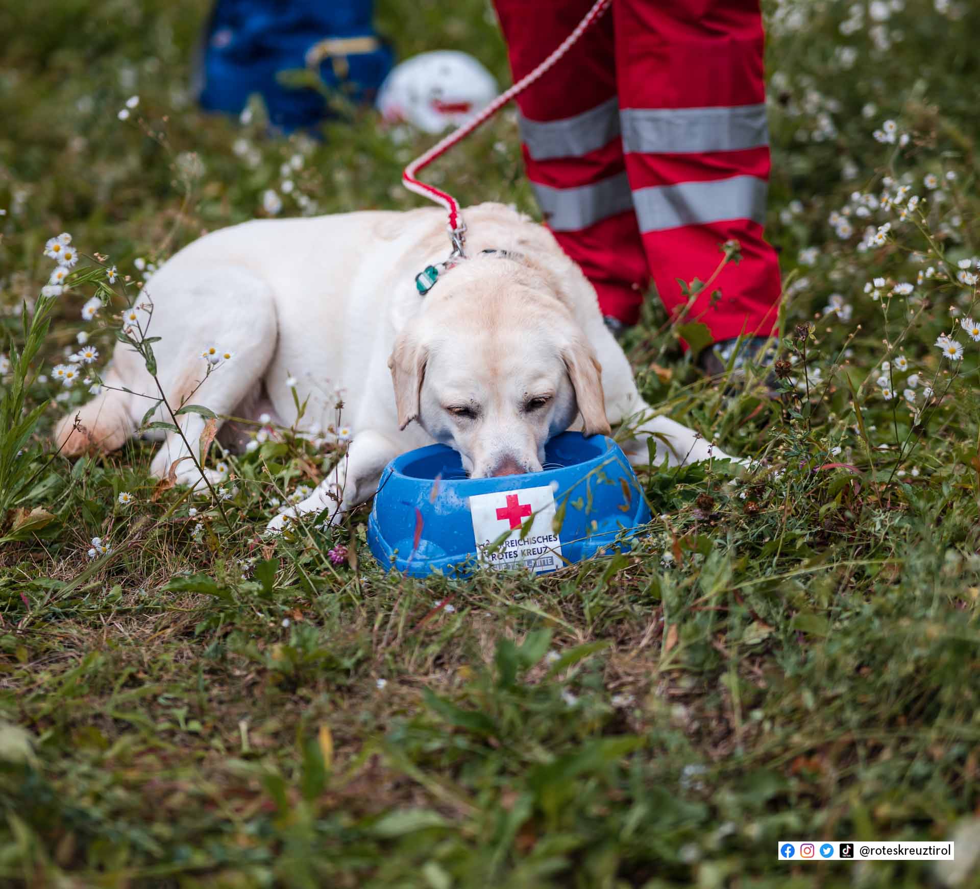 Ein Hund der Suchhundestaffel trinkt Wasser aus seiner Schüssel, auf der das Rote Kreuz oben ist